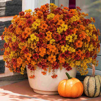 Autumn Mix